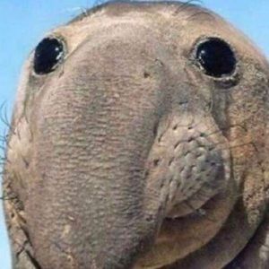 Meet your Posher, Adam